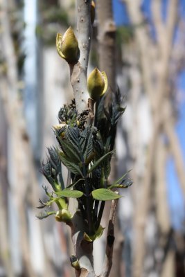 Decaisnea Fargesii - decaisnea Fargasova - list jaro